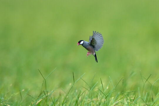 Java sparrow flying on green rice fields, Beautiful bird