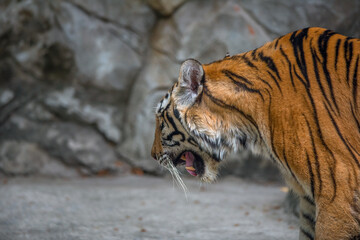 A close up of Indo-chinese tiger