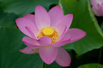 蓮の花　埼玉県行田市　日本