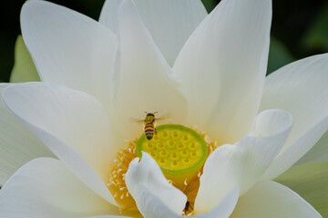 蓮の花　埼玉県行田市　日本
