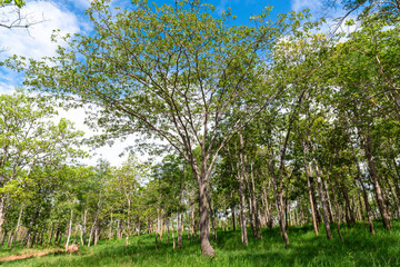 Fototapeta premium Forest trees. Blue sky in background.