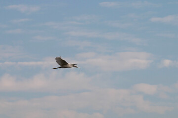Grey heron flying in the sky