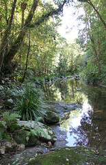 Obraz premium Washpool National Park, New South Wales, Australia. WIth creek, forest and rocks