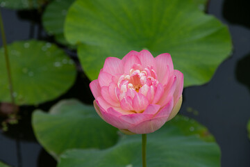 蓮の花　埼玉県行田市　日本