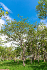 Forest trees. Blue sky in background.