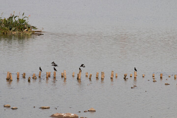 A flock of magpies flying over the lake