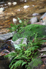 Washpool National Park, New South Wales, Australia. WIth creek, forest and rocks