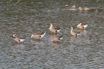 A flock of geese swimming in the lake