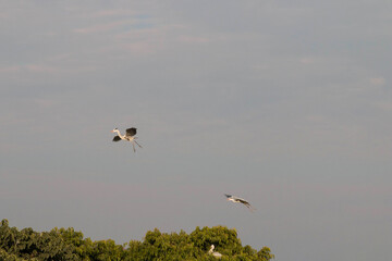Grey heron flying in the sky