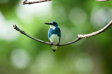 Small blue kingfisher on stalk with green background nature and bokeh
