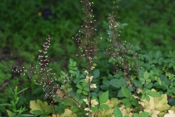 Coral bells (Heuchera) is a Saxifragaceae evergreen perennial plant.
