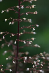Coral bells (Heuchera) is a Saxifragaceae evergreen perennial plant.
