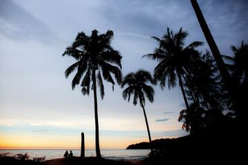 Palm tree on beach with silhouette.