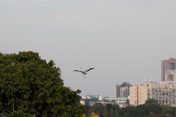 Grey heron flying in the sky