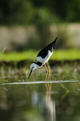 Himantopus leucocephalus (Pied stilt) on swam with nature background , small bird color white and black on water with reflection