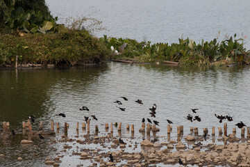 A flock of magpies flying over the lake