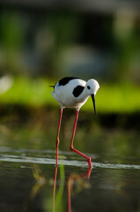 Himantopus leucocephalus (Pied stilt) on swam with nature background , small bird color white and black on water with reflection