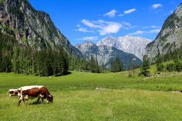 Fototapeta na wymiar cows feeding on lush valley 2