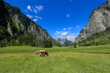 cows feeding on lush valley