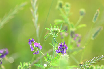 Soft selective focus of a wild flower with a diffused meadow background.