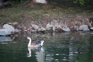 A goose swimming in the lake