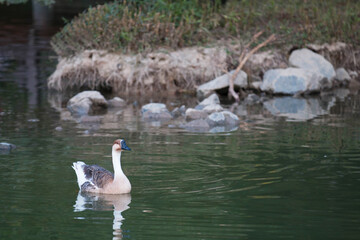 A goose swimming in the lake