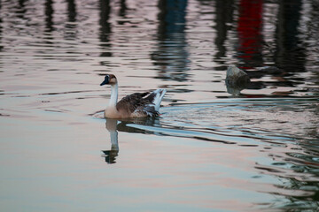 A goose swimming in the lake