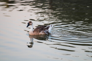 A goose swimming in the lake