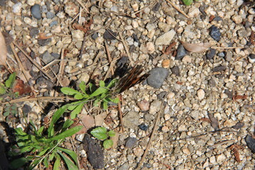 砂利の地面の上で羽を閉じて休憩するヒメアカタテハ