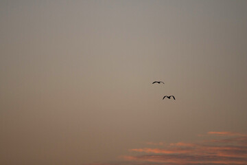 birds in the sky