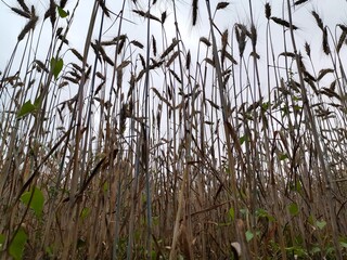 Fototapeta premium reeds in the water