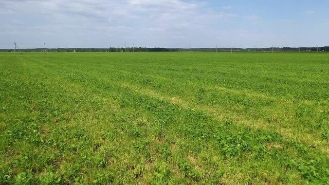 On which grows agricultural fields with beautiful green clover for feeding animals.Perennial ryegrass and large leafed white clover grown by farmers for pasture, hay and stock feed
