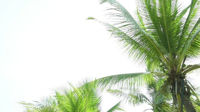 Detail of palm trees green leaf in the wind for summer background ,relax and vacation holiday summer concept
