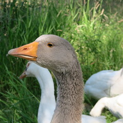 live gray and white geese, eat green grass in summer in nature