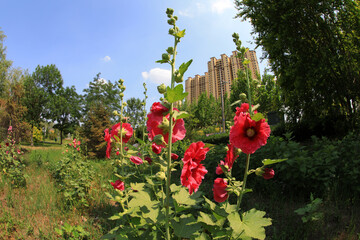 Hollyhock flower blossoms in the park, Luannan County, Hebei Province, China