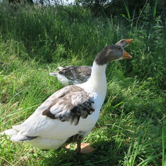 live gray and white geese, eat green grass in summer in nature