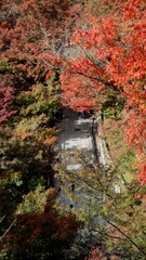 Kyoto pagoda and temple during autumn season in day time