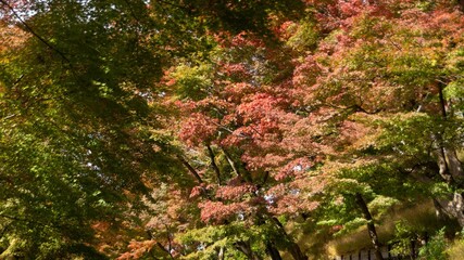 Autumn foliage in Kyoto, Japan