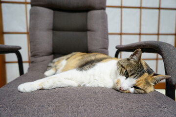 椅子で寝転ぶ猫　