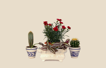 Potted plants, cacti, red carnations and zebrina Tradescantia in different ceramic pots on a white background