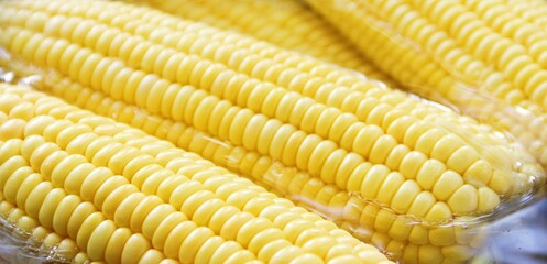 Boiling fresh ripe corn in clean clear water