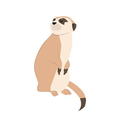 Meerkat Illustration