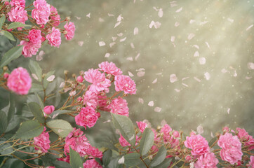 Beautiful nature background with pink rose flowers and petals on defocused blurred backdrop with...