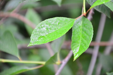 rainy season, water drop on green palm leaf, big foliage in rain forest, nature background