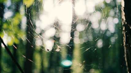 Blurred background of summer forest background image, landscape