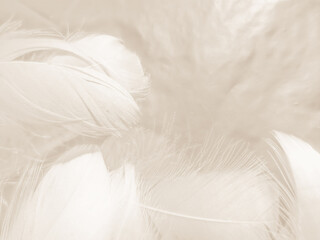 Obraz premium Beautiful abstract gray and white feathers on white background, soft brown feather texture on white pattern background, gray feather background