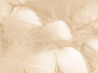 Beautiful abstract gray and white feathers on white background, soft brown feather texture on white pattern, yellow feather background