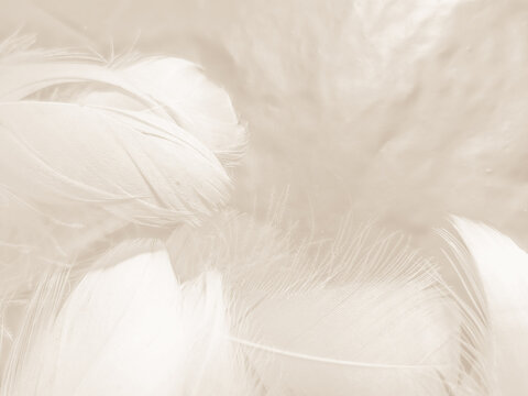 Beautiful Abstract White Gray And Brown Feathers On Dark