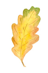 Oak autumn leaf, watercolor illustration. Isolated on a white background