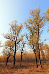 Obraz na płótnie Canvas Trees in autumn